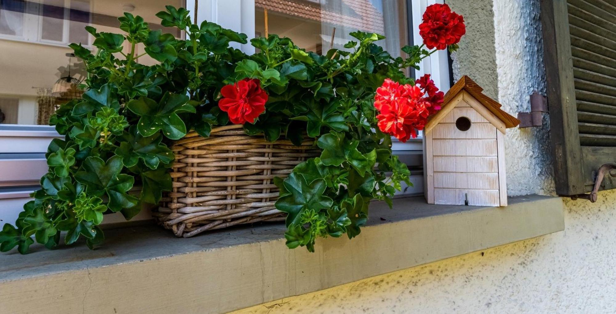 Gartenferienhaus "Annaluise" Шёнау-им-Шварцвальд Экстерьер фото